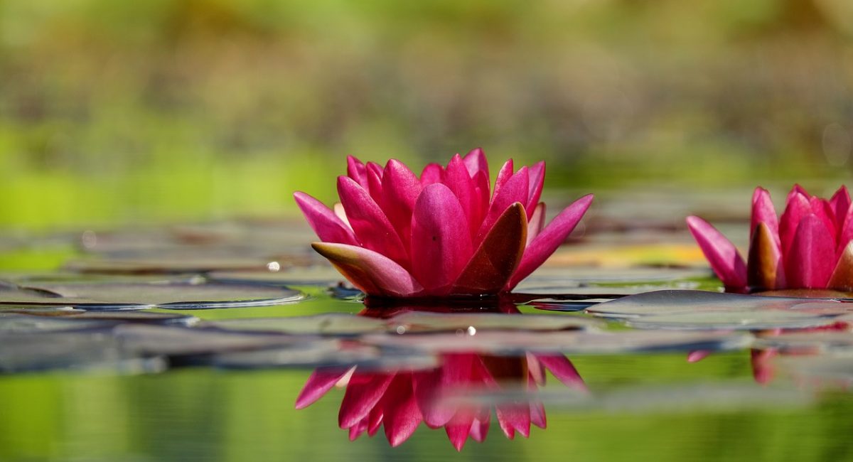 water-lily-1442497_1280